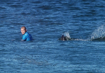 【新闻】澳大利亚冲浪冠军比赛中遭鲨鱼袭击海中搏斗逃生，堪比好莱坞大片