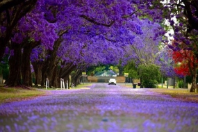 【旅游】悉尼Top5欣赏蓝花楹好地点 邂逅紫色浪漫