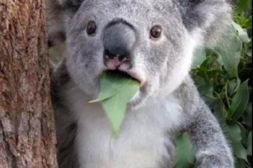 澳洲部分地区考拉濒临灭绝！请保护好它们吧！