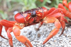 【围观】澳洲奇观开始上演！百万只澳洲“大闸蟹”横行圣诞岛