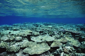 新研究：煤炭粉尘能在2周里毁灭大堡礁